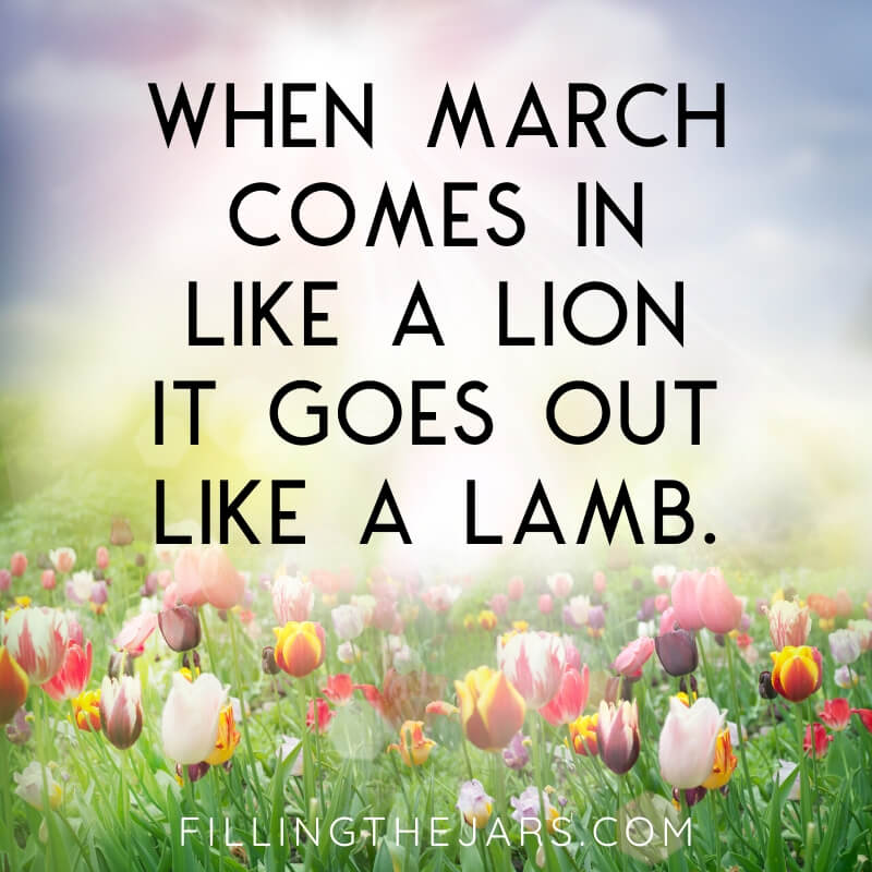 march comes in like a lion text on tulip field and sunshine background