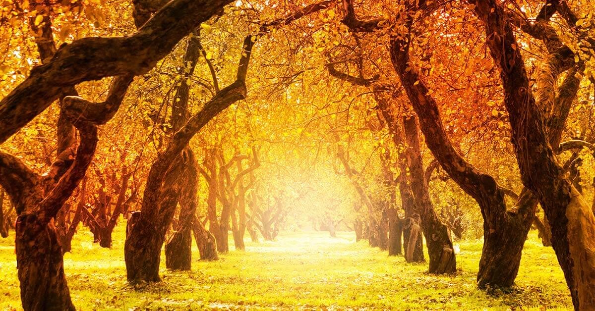 sunlit autumn orchard with beautiful orange and yellow leaves