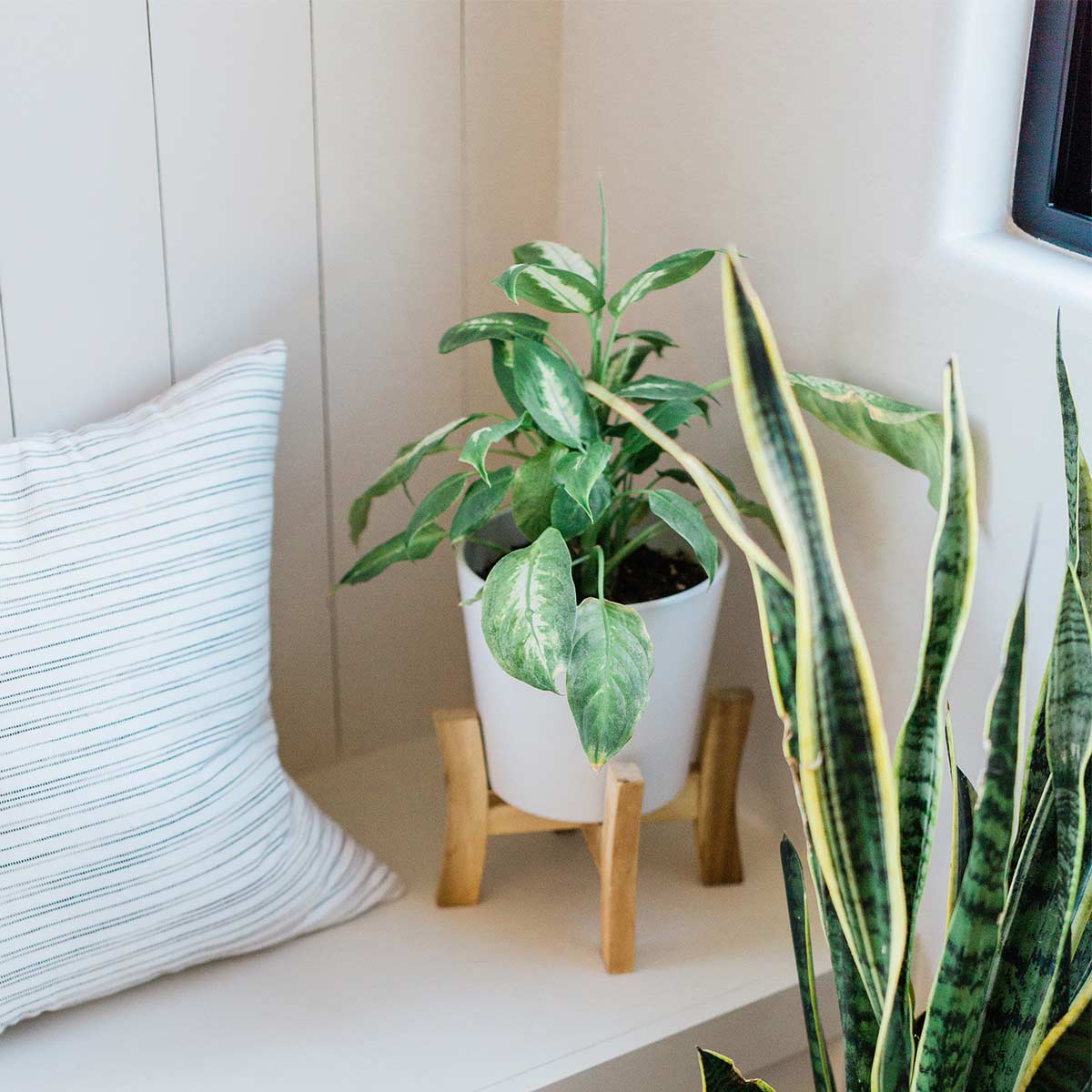 plants and striped pillow on simple and clutter-free white bench