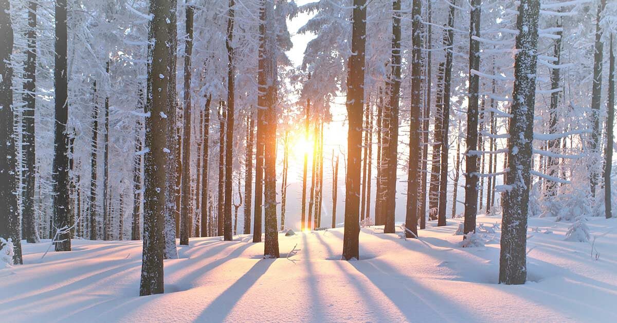 Sun shining with long shadows through snowy woods and trees.