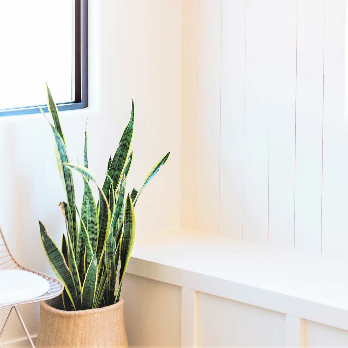 Tall plant in basket next to clutter free white bench in white room.