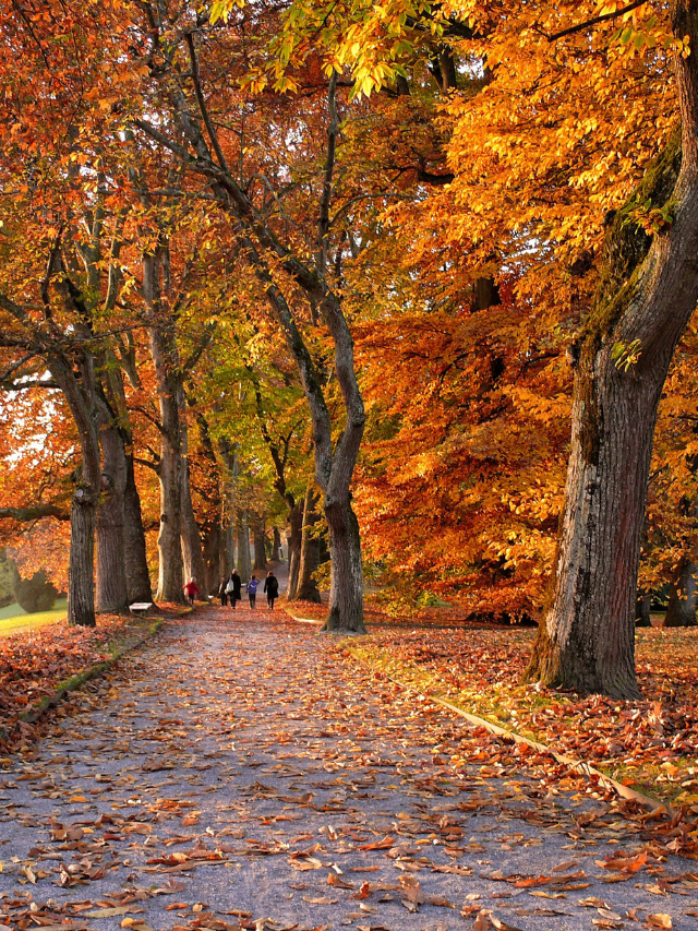 These 23 Falling Leaves Quotes Will Make You Fall in Love with Autumn Story