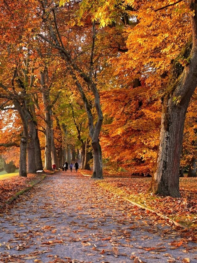 Beautiful Fall Quotes For Inspiring Your Best Autumn Season Story