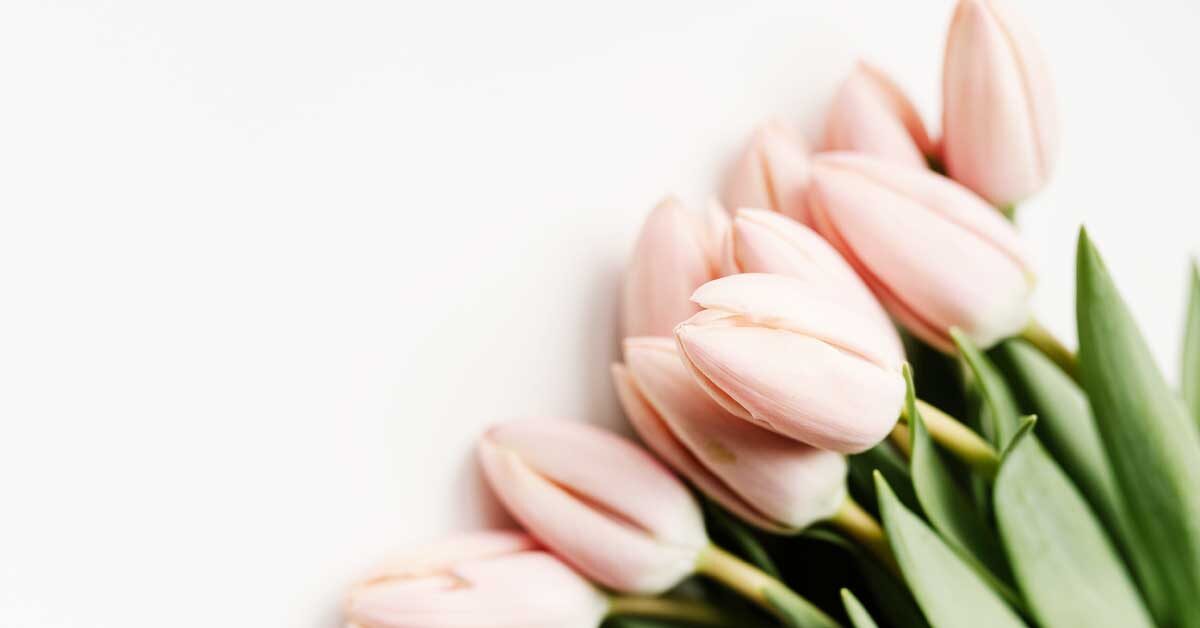 Closed pink tulips lying on white table.
