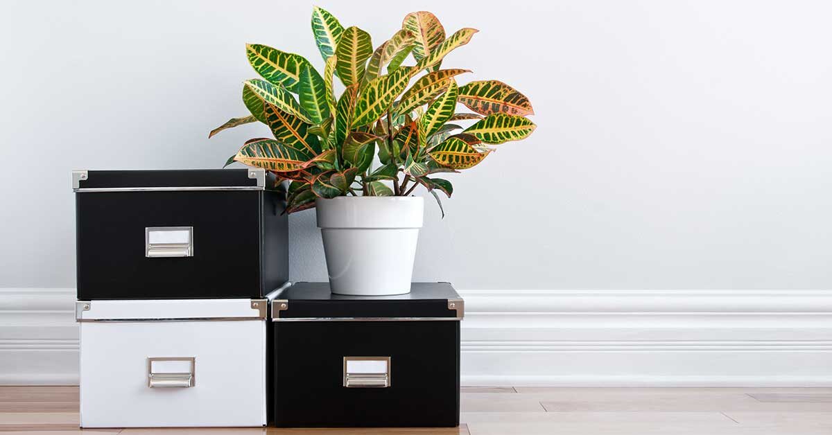 Neatly stacked white and black storage boxes with plant against plain grey wall.
