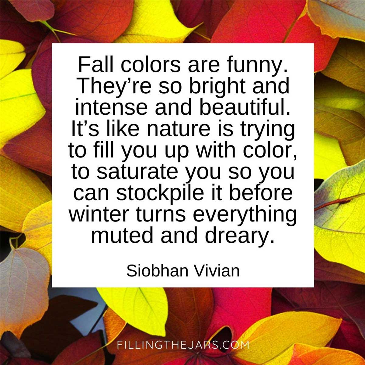 Siobhan Vivian fall colors quote on white background over vivid autumn leaves.