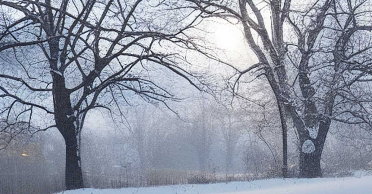 Weak winter sun shining through bare trees in a snowy landscape.