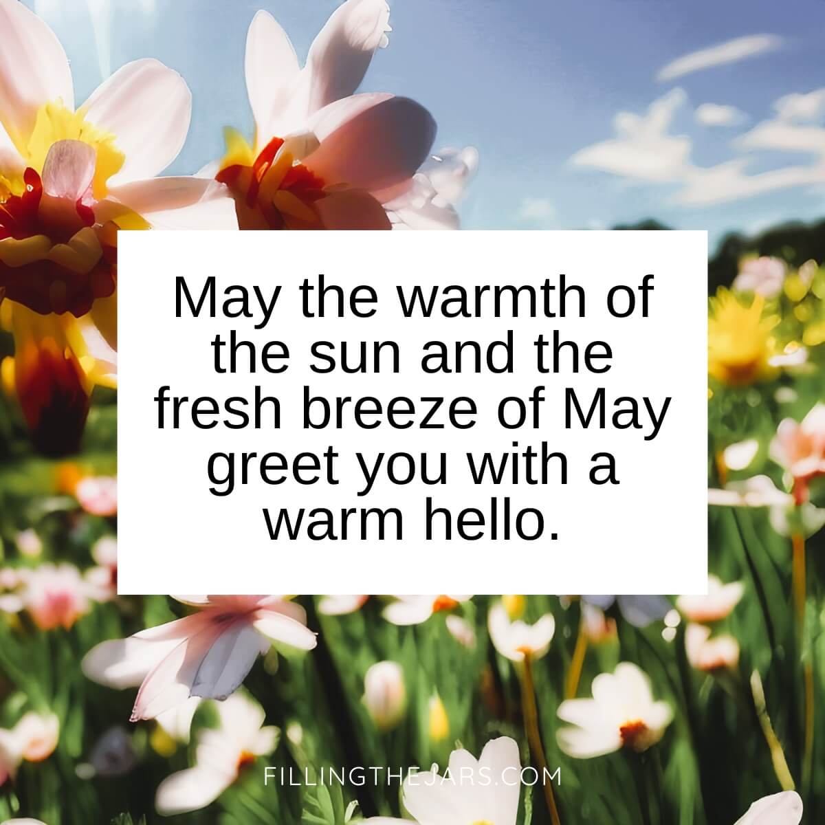 May warm hello quote in black text on white square over background of spring flowers on sunny day.